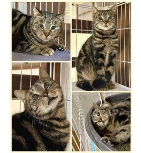 予約になりました　4/202025年2月22日写真等更新2025年2月15日掲載			■名前：成猫	24-Ｃ57■仮名：ロイ・マスタング	■性別：オス	■年齢：1歳くらい	■ノミダニ駆除　済（薬品名：ネクストガードキャットコンボ）	■寄生虫駆除	済	■ワクチン接種	済（5種混合）	■避妊・去勢	去勢手術　済	■血液検査	猫エイズ、猫白血病ともに陰性	能代市で保護されています				県南の多頭飼育の現場から保護されましたアメショっぽい毛色柄をしています人間はまだ少し怖いけど猫は大好きで預かり先の猫たちに甘えて遊んでアピールしてます♪先住猫さんがいるお家の方が良い気がします■連絡先：E・佐々木　　電話　080-3489-7436		（仕事の都合により平日は18時半～21時までにお願いします）