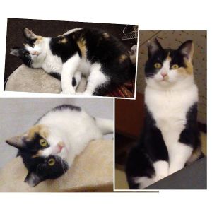 貰われました予約になりました　3/162025/2/19更新■名前:子猫　24-K172■性別:メス■年齢:6ヵ月くらい　■ノミダニ・寄生虫駆除済■ワクチン接種済■避妊手術済抱っこ大好き人馴れしているフレンドリーなミケちゃんです■連絡先・受付時間嵯峨　080-3489-9874月～金曜日　18：30～21：00土～日曜・祝日　9：00～21：00※通話中の着信履歴が表示されません　ショートメールの通知が鳴らないことが多いため　つながらない時はしばらくしてからおかけ直しをお願いいたします