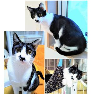 予約になりました　4/272025/2/19更新■名前:子猫　24-K362■性別オス■年齢:8ヵ月くらい　(推定6/1生まれ)■ノミダニ・寄生虫駆除済(フロントラインスプレー・ドロンタール・ドロンシット・ネクスガードキャットコンボ済)■ワクチン接種済(３種２回)■去勢手術済■血液検査済(猫エイズ・猫白血病共に陰性)(確定)エイズ・白血病はマイナスで確定していますので感染症を気になさる方にも安心して迎えていただけます好奇心旺盛でいろんなところを探検しますおもちゃでひとり遊びも得意馴れてくるとゴロゴロ喉を鳴らしヘソ天で撫でられます他の猫にもべったりです先住猫のいるご家庭でも大丈夫かと思われますまっすぐしっぽ■連絡先・受付時間(両名受付可能)🐈大嶋　070-3390-3998　(9：00～21：00)※留守番電話に切り替わった際はお名前・ご用件・希望の猫の番号等を残していただけると助かります🐈嵯峨　080-3489-9874　(月～金曜　18：30～21：00　土日・祝日　9：00～21：00)※通話中の着信履歴が表示されません　ショートメールの通知が鳴らないことが多いため　つながらない時はしばらくしてからおかけ直しをお願いいたします