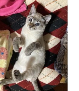 予約されました2025年3月6日掲載			■名前：成猫	24-C64■仮名：ケビン	■性別：オス	■年齢：1歳前くらい	■ノミダニ駆除　予定	■寄生虫駆除　　予定	■ワクチン接種　予定	■避妊・去勢　　予定	■血液検査　　予定	能代市で保護されています				シャムトラ柄の男の子		目はブルーです		人馴れしていて、活発は子です		24-C64.65.66.67は兄弟です		■連絡先：E・佐々木　　電話　080-3489-7436		（仕事の都合により平日は18時半～21時までにお願いします）		