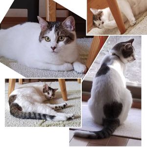 予約になりました　4/132025/3/18更新		■名前:子猫　24-K348■性別:メス■年齢:10ヵ月くらい　(推定2024年5/4生まれ)■ノミダニ・寄生虫駆除済(フロントラインスプレー・ドロンタール・ネクスガードキャットコンボ済)■ワクチン接種済(３種２回)■避妊手術済■血液検査済(猫エイズ・猫白血病共に陰性)(確定)エイズ・白血病はマイナスで確定していますので感染症を気になさる方にも安心して迎えていただけます元気な女の子抱っこ大好きでゴロゴロさんの人懐っこい子ですまっすぐしっぽ預かり宅のお兄さん猫ともとても仲良くしています先住猫の居るご家庭でもうまくやっていけそうです■連絡先・受付時間(両名受付可能)🐈大嶋　070-3390-3998　(9：00～21：00)※留守番電話に切り替わった際はお名前・ご用件・希望の猫の番号等を残していただけると助かります🐈嵯峨　080-3489-9874　(月～金曜　18：30～21：00　土日・祝日　9：00～21：00)※通話中の着信履歴が表示されません　ショートメールの通知が鳴らないことが多いため　つながらない時はしばらくしてからおかけ直しをお願いいたします
