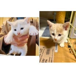 保護主さんが貰い手を決めました　3/232025年3月19日掲載2025年3月19日動画掲載			■名前：子猫	24-K220■性別：オス	■年齢：	1か月半くらい	■ノミダニ駆除　　済（薬品名：フィプロスポットプラスキャット）	■寄生虫駆除　　　予定	秋田市で保護されています				三兄弟とても仲良し！		ムクムク、元気いっぱいの可愛い子ですそっくり茶白兄弟ですが、この子は少し濃い目です				24-K219.220.221は兄弟です		母猫の母乳で健康に成長しました						■連絡先：E・佐々木　　電話　080-3489-7436		（仕事の都合により平日は18時半～21時までにお願いします）