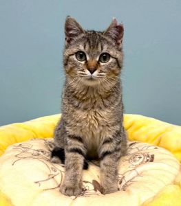 貰われました　4/27予約になりました　4/202025/4/16更新2025/4/4掲載			■名前：子猫	25-K1■仮名：大ちゃん	■性別：オス	■年齢：6か月くらい	■ノミダニ駆除　済（薬品名：ブラべクト）	■寄生虫駆除	済	■ワクチン接種	済	■去勢手術　　　済	■血液検査	猫エイズ、猫白血病ともに陰性	能代市で保護されています				抱っこ大好きで撫でるとゴロゴロ♪		一人遊びもでき、手のかからない子です！		まっすぐしっぽ		Ｋ２と兄妹で二匹で過酷なお外生活を頑張りました		■連絡先：E・佐々木　　電話　080-3489-7436		（仕事の都合により平日は18時半～21時までにお願いします）		