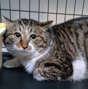 予約になりました　4/202025/4/19掲載		■名前:成猫　25-C3■性別:オス■年齢:1歳くらい■ノミダニ・寄生虫駆除済(ネクスガードキャットコンボ済)■血液検査済(猫エイズ・猫白血病共に陰性)■去勢手術済■ワクチン接種済（4種1回）人懐っこい男の子攻撃性が全くなく優しい子です他の犬猫とも仲良くできるので先住の犬や猫のいるお宅でも早く馴染めるかと思われます保護主さんのご意向によりこの子に限りますが単身男性男性と親だけの世帯賃貸にお住まいの方若い方だけの世帯への譲渡をお断りする場合がありますのでご了承ください■連絡先・受付時間嵯峨　080-3489-9874月～金曜日　18：30～21：00土～日曜・祝日　9：00～21：00※通話中の着信履歴が表示されません　ショートメールの通知が鳴らないことが多いため　つながらない時はしばらくしてからおかけ直しをお願いいたします