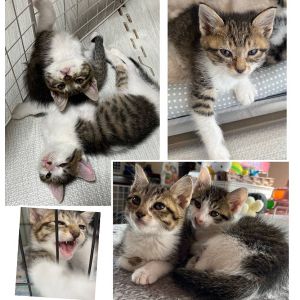 予約になりました　4/212025/4/21掲載		■名前:子猫　25-K302■性別:オス■年齢:2ヵ月くらい　(推定2025/2/17生まれ)■ノミダニ・寄生虫駆除済(マイフリーガード・ドロンタール済)■ワクチン接種済(３種１回)活発で甘えん坊な男の子賢くて運動神経抜群ほとんど鳴きませんまっすぐしっぽ■連絡先・受付時間🐈大嶋　070-3390-3998　(9：00～21：00)※留守番電話に切り替わった際はお名前・ご用件・希望の猫の番号等を残していただけると助かります
