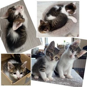 予約になりました　4/212025/4/21掲載		■名前:子猫　25-K301■性別:オス■年齢:2ヵ月くらい　(推定2025/2/17生まれ)■ノミダニ・寄生虫駆除済(マイフリーガード・ドロンタール済)■ワクチン接種済(３種１回)活発で甘えん坊な男の子ほとんど鳴きません背中になんちゃってハートマークがあります♡まっすぐしっぽ■連絡先・受付時間🐈大嶋　070-3390-3998　(9：00～21：00)※留守番電話に切り替わった際はお名前・ご用件・希望の猫の番号等を残していただけると助かります