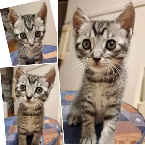 貰われました予約になりました　5/112025/5/6掲載		■名前:子猫　25-K304■性別:メス■年齢:1ヵ月半くらい　(推定2025/3/20生まれ)■ノミダニ・寄生虫駆除済(フロントラインスプレー・ドロンタール済)■ワクチン接種予定(5/9)人懐っこく甘えん坊な女の子眠くなるとそばに来てなでると直ぐに眠ってしまいますよく食べよく遊ぶ元気な子トイレ・お留守番しっかり出来ますグレーのサバトラまっすぐしっぽ右の耳の軟骨がコリコリしていて右耳が少し小さいですスコティッシュの折れ耳と同じような軟骨異形成で治療等が必要なものではないそうです個性として受け入れてくれる方を希望いたします※5/6の電話受付は15時からとさせていただきます　時間を守ってお電話いただけますようお願いいたします■連絡先・受付時間嵯峨　080-3489-9874月～金曜日　18：30～21：00土～日曜・祝日　9：00～21：00※通話中の着信履歴が表示されません　ショートメールの通知が鳴らないことが多いため　電話がつながらない時はしばらくしてからおかけ直しをお願いいたします