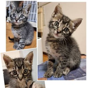 貰われました予約になりました　5/112025/5/6掲載		■名前:子猫　25-K305■性別:メス■年齢:1ヵ月半くらい　(推定2025/3/20生まれ)■ノミダニ・寄生虫駆除済(フロントラインスプレー・ドロンタール済)■ワクチン接種予定(5/9)人懐っこくおっとりした性格の女の子眠くなるとそばに来て人の首のあたりで眠る甘えっこよく食べよく遊ぶ元気な子トイレ・お留守番しっかり出来ます黒っぽいサバトラまっすぐしっぽ右耳のふちが少しカーブしていますコリコリ感はありませんスコティッシュの折れ耳と同じような軟骨異形成で治療等が必要なものではないそうです個性として受け入れてくれる方を希望いたします※5/6の電話受付は15時からとさせていただきます　時間を守ってお電話いただけますようお願いいたします■連絡先・受付時間嵯峨　080-3489-9874月～金曜日　18：30～21：00土～日曜・祝日　9：00～21：00※通話中の着信履歴が表示されません　ショートメールの通知が鳴らないことが多いため　電話がつながらない時はしばらくしてからおかけ直しをお願いいたします