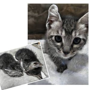貰われました予約になりました　5/72025/5/6掲載		■名前:子猫　25-K306■性別:メス■年齢:1ヵ月半くらい　(推定2025/3/20生まれ)■ノミダニ・寄生虫駆除済(フロントラインスプレー・ドロンタール済)■ワクチン接種予定(5/9)人懐っこく甘えん坊な女の子抱っこが好き人を見上げてお話ししますトイレ・お留守番も出来ますグレーのサバトラまっすぐしっぽ右の耳の軟骨が少しコリコリしていてカギしっぽのようなカギ耳さんですスコティッシュの折れ耳と同じような軟骨異形成で治療等が必要なものではないそうです個性として受け入れてくれる方を希望いたします※5/6の電話受付は15時からとさせていただきます　時間を守ってお電話いただけますようお願いいたします■連絡先・受付時間大嶋　070-3390-3998　(9：00～21：00)※留守番電話に切り替わった際はお名前・ご用件・希望の猫の番号等を残していただけると助かります