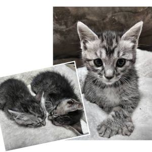 貰われました予約になりました　5/112025/5/6掲載		■名前:子猫　25-K307■性別:メス■年齢:1ヵ月半くらい　(推定2025/3/20生まれ)■ノミダニ・寄生虫駆除済(フロントラインスプレー・ドロンタール済)■ワクチン接種予定(5/9)人懐っこく甘えん坊な女の子抱っこはあまり好きではないようですが気付けば膝に来て甘える子ですトイレ・お留守番も出来ますグレーのサバトラまっすぐしっぽ※5/6の電話受付は15時からとさせていただきます　時間を守ってお電話いただけますようお願いいたします■連絡先・受付時間大嶋　070-3390-3998　(9：00～21：00)※留守番電話に切り替わった際はお名前・ご用件・希望の猫の番号等を残していただけると助かります。