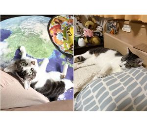 2025/6/19写真等更新2025/5/7　掲載			■名前：成猫	25-C5■仮名：ハチコ	■性別：オス	■年齢：4歳くらい	■ノミダニ駆除　　済（薬品名：ネクスガードキャットコンボ）	■寄生虫駆除　　　済	■ワクチン接種　　済（3種混合）	■避妊・去勢　　去勢手術　済	■血液検査　　済（猫エイズ、猫白血病ともに陰性）	秋田市で保護されています				怖がりな繊細さんです。		ナデナデとちゅーるが大好きです。		体は小さいですが力は強いです。				初めは怖さ故に、シャーやウー、床バンをしてましたが今はナデナデ好きの甘えん坊さんになりました。		ナデナデおもちゃとちゅーるで距離を縮めてきました。				今ではスリスリゴロゴロと甘えてきます。保護部屋と寝室を開放しているので、一緒に寝たりペッタリくっついてきたり、ベッド周りをいたずらしたり、とても自由に振る舞ってくれるようになりました。初めはやはり警戒する事が予想されます。ゆっくりと距離が縮まり、行動範囲が広がるよう見守って頂けたらと思います。							■連絡先：E・佐々木　　電話　080-3489-7436		（仕事の都合により平日は18時半～21時までにお願いします）