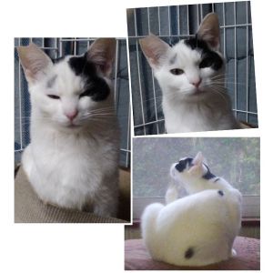 2025/5/8更新■名前:子猫　24-K171　（仮名：豆大福）■性別:メス■年齢:10ヵ月くらい　■ノミダニ・寄生虫駆除済■ワクチン接種済■避妊手術済■血液検査済(猫エイズ・猫白血病共に陰性)ご飯をいっぱい食べてくれる元気な女の子ですＴＮＲ(trap捕獲・neuter避妊去勢手術・return元の場所に戻す)からＰＮＨ(protect保護・neuter避妊去勢手術・homeお家の子にする)に変更🌸耳先に手術済の印のあるさくら猫さんです■連絡先・受付時間嵯峨　080-3489-9874月～金曜日　18：30～21：00土～日曜・祝日　9：00～21：00※通話中の着信履歴が表示されません　ショートメールの通知が鳴らないことが多いため　つながらない時はしばらくしてからおかけ直しをお願いいたします