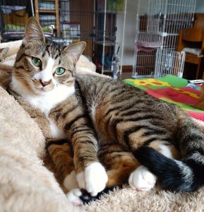 2025/5/8掲載			■名前：成猫	25-C7■仮名：みみすけ	■性別：オス	■年齢：1才くらい	■ノミダニ駆除　　済（薬品名：レボリューションプラス）	■寄生虫駆除　　　済	■ワクチン接種　　済（3種混合）	■避妊・去勢　　去勢手術　済	■血液検査　　済（猫エイズ、猫白血病ともに陰性）	秋田市で保護されています		とても人懐っこい性格で、撫でられたり人と一緒にお昼寝することが大好きです。綺麗な緑色の目で見つめてくれます。小さい頃から兄弟のように一緒に育ってきた、叔父の「まるも」25-C6（まるも緑色の目）とはとても仲良しなのでみみすけとまるもを一緒に家族に迎えてくださる方を探しています。				■連絡先：E・佐々木　　電話　080-3489-7436		（仕事の都合により平日は18時半～21時までにお願いします）		