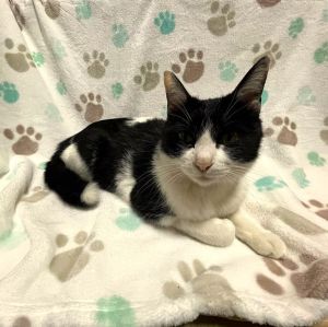 2025/5/8掲載			■名前：成猫	25-C9■仮名：さくら	■性別：メス	■年齢：1才半くらい	■ノミダニ駆除　　　済	■寄生虫駆除　　　済	■ワクチン接種　　済	■避妊・去勢	避妊手術　済	■血液検査　　済（猫エイズ、猫白血病ともに陰性）	能代市で保護されています				ハチワレの女子		まだ若い子ですが、3匹の子猫の育児を頑張っています！		25-Ｋ３．４．５の母猫です				■連絡先：E・佐々木　　電話　080-3489-7436		（仕事の都合により平日は18時半～21時までにお願いします）		