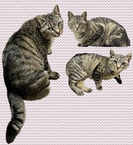 2025/5/14掲載			■名前：成猫	25-C10■性別：メス	■年齢：1才くらい	■ノミダニ駆除　済	■寄生虫駆除　　済	■ワクチン接種　済（3種混合）	■避妊・去勢　　避妊手術　済	■血液検査　　　予定	男鹿市で保護されています		外で暮らしていた子猫の頃に風邪で目が開かなかったので、その後遺症か、左右の目の大きさが違います。		まるっこいフォルム。		人懐っこい子です！尻尾が「く」の字に曲がっています幸せを引っ掛けるカギ尻尾				先に保護されている24-Ｋ128(オードリー）C63（アーノルド）と兄妹です		■連絡先：E・佐々木　　電話　080-3489-7436		（仕事の都合により平日は18時半～21時までにお願いします）