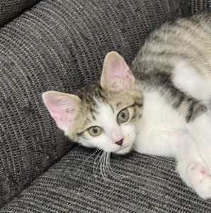 保護主さんが貰い手をみつけました　6/32025/5/15掲載			■名前：子猫	25-Ｋ7■仮名：ふっか	■性別：オス	■年齢：2か月くらい	■ノミダニ駆除　　済（薬品名：フロントラインプラス）	■寄生虫駆除　　　済	■ワクチン接種　　予定■血液検査　　母猫が猫エイズ、猫白血病ともに陰性	（まだ幼いので、生後6か月くらいでの検査をおすすめします）		能代市で保護されています				母猫の母乳で兄弟と元気に成長しました		兄弟の中で１番元気！		人馴れも完璧です		■連絡先：E・佐々木　　電話　080-3489-7436		（仕事の都合により平日は18時半～21時までにお願いします）		