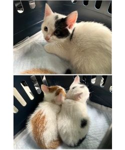 保護主さんが貰い手をみつけました　5/302025/5/27更新2025/05/19掲載			■名前：子猫	25-K14■仮名：晴（はる）ちゃん■性別：メス	■年齢：２か月くらい	■ノミダニ駆除　　済	■寄生虫駆除　　　済	■ワクチン接種　　予定■血液検査　済（猫エイズ・猫白血病共に陰性）（まだ幼いので、生後6か月くらいでの再検査をおすすめします）			能代市で保護されています				母猫の母乳で姉妹元気に成長しました	人馴れしていて、抱っこもできます可愛いさくらんぼ兄妹！				25-K13.14は兄妹です		■連絡先：E・佐々木　　電話　080-3489-7436		（仕事の都合により平日は18時半～21時までにお願いします）		