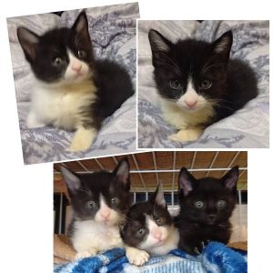 貰われました予約になりました　6/152025/6/5更新■名前:子猫　25-K310■性別:オス■年齢:1ヵ月半くらい　(推定2025/4/12生まれ)■ノミダニ・寄生虫駆除済(フロントラインスプレー・ドロンタール済)■ワクチン接種済人懐っこい兄妹おっとりした性格の男の子よく話しかけてきてくれる甘えっこまっすぐしっぽ■連絡先・受付時間大嶋　070-3390-3998　(9：00～21：00)※留守番電話に切り替わった際はお名前・ご用件・希望の猫の番号等を残していただけると助かります。