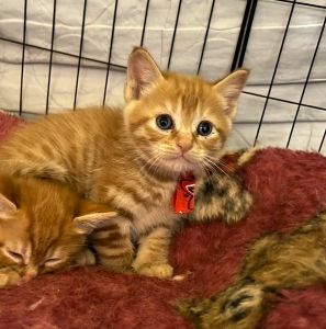 保護主さんが貰い手をみつけました　6/272025/5/28掲載			■名前：子猫	25-K20■仮名：ウニ	■性別：オス	■年齢：1か月くらい	■ノミダニ駆除　　予定	■寄生虫駆除　　　予定	■ワクチン接種　　予定■血液検査　母猫が猫エイズ・猫白血病共に陰性（まだ幼いので、生後６か月くらいでの検査をおすすめします）		能代市で保護されています				母猫の母乳で兄弟仲良く成長中！		一番の甘えん坊な男の子		25-K20.21.22.23.24は兄弟です		ドライフードをきちんと食べられるようになってからのお届けです		■連絡先：E・佐々木　　電話　080-3489-7436		（仕事の都合により平日は18時半～21時までにお願いします）		