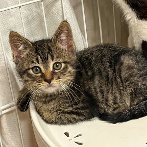 予約になりました　6/152025/6/7更新2025/05/28掲載			■名前：子猫	25-K17■仮名：プリッツ	■性別：オス	■年齢：1か月半くらい	■ノミダニ駆除　　済	■寄生虫駆除　　　済	■ワクチン接種　　済（1回目）■血液検査　母猫が猫エイズ・猫白血病共に陰性（まだ幼いので、生後６か月くらいでの再検査をおすすめします）能代市で保護されています				母猫の母乳で、兄弟元気に成長中です		毎日運動会！		25-K16.17.18.19は兄弟です		ドライフードをきちんと食べられるようになってからのお届けです		■連絡先：E・佐々木　　電話　080-3489-7436		（仕事の都合により平日は18時半～21時までにお願いします）		