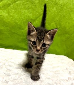 保護主さんが貰い手をみつけました　6/272025年5月28日掲載			■名前：子猫	25-K22■仮名：もずく	■性別：オス	■年齢：1か月くらい	■ノミダニ駆除　　予定	■寄生虫駆除　　　予定	■ワクチン接種　　予定■血液検査　母猫が猫エイズ・猫白血病共に陰性（まだ幼いので、生後６か月くらいでの検査をおすすめします）	能代市で保護されています				母猫の母乳で兄弟仲良く成長中！		兄弟の中で唯一、キジトラの男の子		25-K20.21.22.23.24は兄弟です		ドライフードをきちんと食べられるようになってからのお届けです		■連絡先：E・佐々木　　電話　080-3489-7436		（仕事の都合により平日は18時半～21時までにお願いします）		