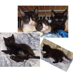 貰われました予約になりました　5/282025/5/28掲載		■名前:子猫　25-K308■性別:メス■年齢:1ヵ月半くらい　(推定2025/4/12生まれ)■ノミダニ・寄生虫駆除済(フロントラインスプレー・ドロンタール済)■ワクチン接種予定(5/30)人懐っこい兄妹積極的な性格の黒猫の女の子ご飯の時も真っ先に出てくる斬り込み隊長まっすぐしっぽ■連絡先・受付時間大嶋　070-3390-3998　(9：00～21：00)※留守番電話に切り替わった際はお名前・ご用件・希望の猫の番号等を残していただけると助かります。