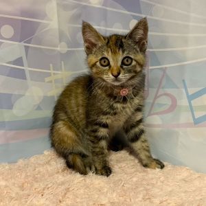 予約されました　6/122025/6/9写真等更新2025/6/4更新2025/5/30掲載			■名前：子猫	25-K25■仮名：こはく	■性別：メス	■年齢：1か月半くらい	■ノミダニ駆除　　済	■寄生虫駆除　　　済	■ワクチン接種　　済■血液検査　　母猫が猫エイズ・猫白血病ともに陰性（まだ幼いので、生後6か月 位での再検査をお願いします）		能代市で保護されています				遊ぶことが大好きな元気な女の子です。撫でるとゴロゴロ喉を鳴らしてくれます。しっぽの先の方がカギしっぽです。毎日兄弟と元気に遊んでいます。母猫の母乳で兄弟仲良く成長しました		元気なそっくり兄弟です		25-K25.26.27.28.29.30.31は兄弟です		■連絡先：E・佐々木　　電話　080-3489-7436		（仕事の都合により平日は18時半～21時までにお願いします）