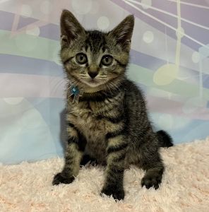 予約されました　6/122025/6/9写真等更新2025/6/4更新2025年5月30日掲載			■名前：子猫	25-K27■仮名：かぼす	■性別：オス	■年齢：1か月半くらい	■ノミダニ駆除　　済	■寄生虫駆除　　　済	■ワクチン接種　　済■血液検査　　母猫が猫エイズ・猫白血病ともに陰性（まだ幼いので、生後6か月 位での再検査をお願いします）能代市で保護されています				おっとり系男子です。撫でるとゴロゴロ喉を鳴らしてくれます。しっぽは短めのカギしっぽです。毎日兄弟と元気に遊んでいます。母猫の母乳で兄弟仲良く成長しました		元気なそっくり兄弟です		25-K25.26.27.28.29.30.31は兄弟です		■連絡先：E・佐々木　　電話　080-3489-7436		（仕事の都合により平日は18時半～21時までにお願いします）		