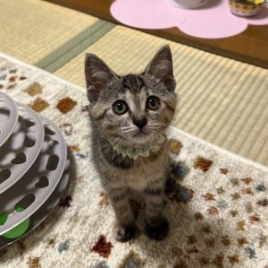 予約になりました　6/152025/6/11写真更新2025/6/4更新2025/5/30掲載			■名前：子猫	25-K28■仮名：あんこ	■性別：メス	■年齢：２か月くらい	■ノミダニ駆除　　済	■寄生虫駆除　　　済	■ワクチン接種　　済■血液検査　　母猫が猫エイズ・猫白血病ともに陰性（まだ幼いので、生後6か月 位での再検査をお願いします）	能代市で保護されていますオスではなくメスでした！				母猫の母乳で兄弟仲良く成長しました		元気なそっくり兄弟です		25-K25.26.27.28.29.30.31は兄弟です		■連絡先：E・佐々木　　電話　080-3489-7436（仕事の都合により平日は18時半～21時までにお願いします）		