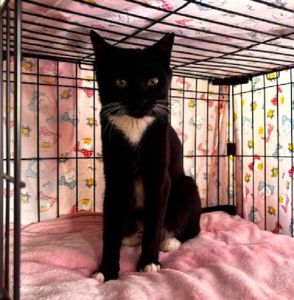 2025/6/9掲載			■名前：成猫	25-C12■仮名：たまよ	■性別：メス	■年齢：1歳くらい	■ノミダニ駆除　　済（薬品名：ブラべクト）	■寄生虫駆除　　　済	■ワクチン接種　　済（3種混合）	■避妊手術　　済	■血液検査　　済（猫エイズ、猫白血病ともに陰性）能代市で保護されています		飼い主さんの事情により飼い続ける事が出来なくなり、新しい家族を募集中です！				人懐っこく、なででほしいようで甘えてきます		抱っこもできます						■連絡先：E・佐々木　　電話　080-3489-7436		（仕事の都合により平日は18時半～21時までにお願いします）		