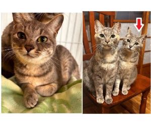 保護主さんが貰い手をみつけました　6/252025/6/9掲載			■名前：成猫	25-C13■仮名：すみれ	■性別：メス	■年齢：11か月くらい	■ノミダニ駆除　　済（薬品名：ブラべクト）	■寄生虫駆除　　　済	■ワクチン接種　　済（3種混合）	■避妊手術　　済	■血液検査　　済（猫エイズ、猫白血病ともに陰性）	鹿角市で保護されています		飼い主さんの事情により飼い続ける事が出来なくなり、新しい家族を募集中です！				かわいい妹気質		ジャンピングすりすりして人懐こい子です		25-C14（あやめちゃん）と姉妹で		姉妹ともフレンドリーです！		■連絡先：E・佐々木　　電話　080-3489-7436		（仕事の都合により平日は18時半～21時までにお願いします）		
