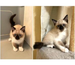 2025/6/29写真等更新2025/6/24更新2025/06/10掲載			■名前：子猫	25-K35■性別：オス	■年齢：2か半月くらい	■ノミダニ駆除　済	■寄生虫駆除	済	■ワクチン接種	済（3種混合　1回目）■血液検査　　母猫が猫エイズ・猫白血病共に陰性		能代市で保護されています				シャムトラの男の子毛色が濃くなりました尻尾も黒い黒シャムくん		成長と共に柄が変化してくる可能性があります		母猫の母乳で兄弟元気に成長中です	25-K34.35.36.37は兄弟です		■連絡先：E・佐々木　　電話　080-3489-7436		（仕事の都合により平日は18時半～21時までにお願いします）		