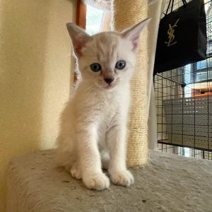 貰われました　7/22予約されました　6/232025年6月10日掲載			■名前：子猫	25-K37■性別：メス	■年齢：2か月くらい	■ノミダニ駆除　予定	■寄生虫駆除	予定	■ワクチン接種	予定		能代市で保護されています				シャムトラの女の子		成長と共に柄が変化してくる可能性があります		母猫の母乳で兄弟元気に成長中です		25-K34.35.36.37は兄弟です		■連絡先：E・佐々木　　電話　080-3489-7436		（仕事の都合により平日は18時半～21時までにお願いします）		