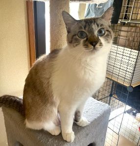2025/6/29写真更新2025/6/24更新2025/06/10掲載			■名前：成猫	25-C16■仮名：みっちゃん	■性別：メス	■年齢：1才4か月くらい	■ノミダニ駆除　済	■寄生虫駆除	済	■ワクチン接種	済	■避妊手術　　済	■血液検査　　済（猫エイズ・猫白血病共に陰性）	能代市で保護されています		飼い主さんの事情により飼い続けることが出来なくなり、新しい家族を募集中です！			青い瞳のシャムトラ女子		手術を済ませました！		25-K34.35.36.37の母猫です				■連絡先：E・佐々木　　電話　080-3489-7436		（仕事の都合により平日は18時半～21時までにお願いします）		