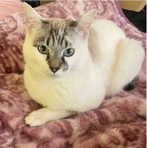 2025/6/24更新2025/6/18写真更新2025/06/10掲載			■名前：成猫	25-C18■仮名：たーちょ	■性別：オス	■年齢：11か月くらい	■ノミダニ駆除　済	■寄生虫駆除	済	■ワクチン接種	済	■去勢手術　　　済		■血液検査	済（猫エイズ・猫白血病共に陰性）	能代市で保護されています飼い主さんの事情により飼い続けることが出来なくなり、新しい家族を募集中です！				青い瞳のシャムトラ男子		手術等済ませました！				■連絡先：E・佐々木　　電話　080-3489-7436		（仕事の都合により平日は18時半～21時までにお願いします）		