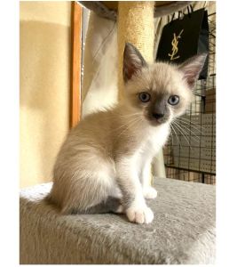 2025/6/29写真等更新2025/6/24更新2025/6/10掲載			■名前：子猫	25-K34■性別：オス	■年齢：2か月半くらい	■ノミダニ駆除　済	■寄生虫駆除	済	■ワクチン接種	済（3種混合　1回目）■血液検査　　母猫が猫エイズ・猫白血病共に陰性　		能代市で保護されています				シャムトラの男の子淡い色柄のミルクティーシャム尻尾も淡い色です		成長と共に柄が変化してくる可能性があります		母猫の母乳で兄弟元気に成長中です		25-K34.35.36.37は兄弟です		■連絡先：E・佐々木　　電話　080-3489-7436		（仕事の都合により平日は18時半～21時までにお願いします）		