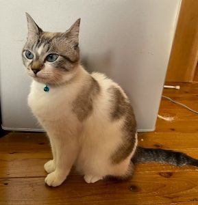 2025/6/24更新2025/6/10掲載			■名前：成猫	25-C15■仮名：しろちゃん	■性別：メス	■年齢：3歳くらい	■ノミダニ駆除	済	■寄生虫駆除	済	■ワクチン接種	済	■避妊手術　　済	■血液検査　　済（猫エイズ・猫白血病共に陰性）能代市で保護されています		飼い主さんの事情により飼い続けることが出来なくなり、新しい家族を募集中です！				青い瞳のシャムトラ女子		手術等済ませました！		25-C16.17.18の母猫です				■連絡先：E・佐々木　　電話　080-3489-7436		（仕事の都合により平日は18時半～21時までにお願いします）		