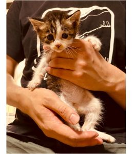 保護主さんが貰い手をみつけました2025/06/12掲載			■名前：子猫	25-K39■性別：メス	■年齢：1か月半くらい	■ノミダニ駆除　　済	■寄生虫駆除　　　済	■ワクチン接種　　予定		湯沢市で保護されています				縞三毛柄の女の子		兄弟仲良く成長中です！				25-K38.39.40.41.42は兄弟です		■連絡先：E・佐々木　　電話　080-3489-7436		（仕事の都合により平日は18時半～21時までにお願いします）		