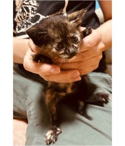 保護主さんが貰い手をみつけました2025年6月12日掲載			■名前：子猫	25-K40■性別：メス	■年齢：1か月半くらい	■ノミダニ駆除　　済	■寄生虫駆除　　　済	■ワクチン接種　　予定		湯沢市で保護されています				黒さび柄の女の子		兄弟仲良く成長中です！				25-K38.39.40.41.42は兄弟です		■連絡先：E・佐々木　　電話　080-3489-7436		（仕事の都合により平日は18時半～21時までにお願いします）		