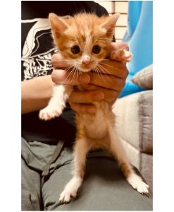 保護主さんが貰い手をみつけました2025年6月12日	掲載			■名前：子猫	25-K41■性別：オス	■年齢：1か月半くらい	■ノミダニ駆除　　済	■寄生虫駆除　　　済	■ワクチン接種　　予定		湯沢市で保護されています				茶白柄の男の子		兄弟仲良く成長中です！				25-K38.39.40.41.42は兄弟です		■連絡先：E・佐々木　　電話　080-3489-7436		（仕事の都合により平日は18時半～21時までにお願いします）		