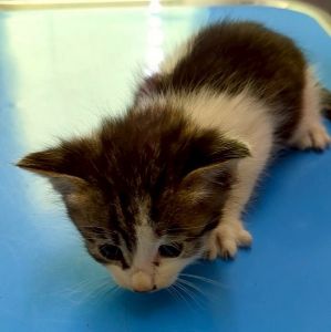 保護主さんが貰い手をみつけました2025年6月12日	掲載			■名前：子猫	25-K42■性別：オス	■年齢：1か月半くらい	■ノミ･ダニ駆除　 済	■寄生虫駆除　　　済	■ワクチン接種　　予定		湯沢市で保護されています				白黒柄の男の子		兄弟仲良く成長中です！				25-K38.39.40.41.42は兄弟です		■連絡先：E・佐々木　　電話　080-3489-7436		（仕事の都合により平日は18時半～21時までにお願いします）		