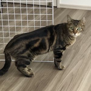 2025/6/16掲載■名前:成猫　25-C19　(仮名：みぃこ)■性別:メス■年齢:6ヵ月くらい■ノミダニ・寄生虫駆除済■ワクチン接種済(4種)■血液検査済(猫エイズ・猫白血病共に陰性)■避妊手術済ちっちゃなお顔に大きなおめめ珍しいキジ柄模様に長いまっすぐしっぽ♪本当に可愛らしい子です人間はまだ少し怖いようですが毎日の人慣れ特訓でご飯やおやつの時間に呼ぶとすぐに寄ってくるようになりましたアゴ横を撫でられるのが好きみたいです出来ればお若い方に末永く可愛がっていただきたいです耳の先に避妊済の印のあるさくら猫さんです■連絡先月～金曜日　18：30～21：00土～日曜・祝日　9：00～21：00※通話中の着信履歴が表示されません　ショートメールの通知が鳴らないことが多いため　電話がつながらない時はしばらくしてからおかけ直しをお願いいたします嵯峨　080-3489-9874
