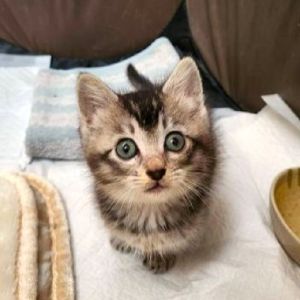 2025/6/29写真等更新2025/6/17　掲載			■名前：子猫	25-K43■性別：メス	■年齢：1か月半くらい	■ノミダニ駆除　　済（薬品名：フロントラインスプレー・ネクスガードキャットコンボ）	■寄生虫駆除　　　済（薬品名：プロコックス）	■ワクチン接種　　予定		南秋田郡で保護されています				事故に遭った直前に保護されました		幸い大きな怪我もなく、元気に成長中です！		ドライフードがしっかり食べられるようになってからのお届けです				■連絡先：E・佐々木　　電話　080-3489-7436		（仕事の都合により平日は18時半～21時までにお願いします）