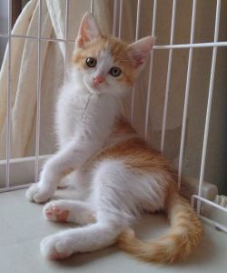 2025/6/21掲載2025/6/21動画掲載		■名前:子猫　25-K48■性別:オス■年齢:1ヵ月半くらい　(推定5月初旬生まれ)■ノミダニ・寄生虫駆除済(ネクスガードキャットコンボ済)■ワクチン接種済(３種１回)■母猫の血液検査済(猫エイズ・猫白血病共に陰性)おっとりした性格の兄弟おとなしくほとんど鳴きません新しいことに一番先にチャレンジする元気っ子長いしっぽの先がちょっとだけ曲がっています母猫の血液検査陰性生後３週齢弱で保護されていますので母猫以外との接触の可能性は低いと考えられるため猫エイズ・猫白血病のリスクは低いかと思われます初めて飼う方にも飼いやすい子達ですお留守番出来ます保護主さんのご意向によりこの子に限りますが単身男性男性と親だけの世帯賃貸にお住まいの方若い方だけの世帯への譲渡をお断りする場合がありますのでご了承ください■連絡先月～金曜日　18：30～21：00土～日曜・祝日　9：00～21：00※通話中の着信履歴が表示されません　ショートメールの通知が鳴らないことが多いため　電話がつながらない時はしばらくしてからおかけ直しをお願いいたします※時間外のお電話・メールでの受付はしておりません嵯峨　080-3489-9874