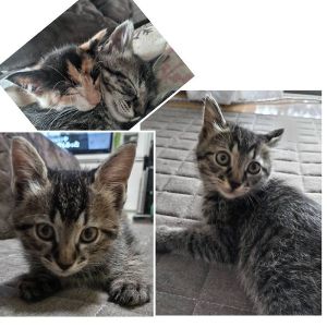2025/6/21掲載		■名前:子猫　25-K317■性別:オス■年齢:1ヵ月半くらい　(推定2025/5/5生まれ)■ノミダニ・寄生虫駆除済(フロントラインスプレー・ドロンタール済)■ワクチン接種予定(6/25)ニャーとサイレントニャー使う不思議な子です人が好きで気付くと側で寝ていますお留守番出来ます■連絡先・受付時間　(両名受付可能・メールでの譲渡受付はしておりません)🐈大嶋　070-3390-3998　9：00～21：00　※留守番電話に切り替わった際はお名前・ご用件・希望の猫の番号等を残していただけると助かります🐈嵯峨　080-3489-9874　月～金曜日　18：30～21：00　土～日曜・祝日　9：00～21：00　※通話中の着信履歴が表示されません　　ショートメールの通知が鳴らないことが多いため　　電話がつながらない時はしばらくしてからおかけ直しをお願いいたします
