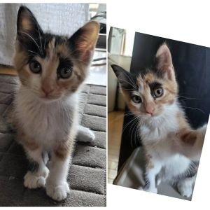2025/6/21掲載		■名前:子猫　25-K318■性別:メス■年齢:1ヵ月半くらい　(推定2025/5/5生まれ)■ノミダニ・寄生虫駆除済(フロントラインスプレー・ドロンタール済)■ワクチン接種予定(6/25)おっとりとした女の子鳴かない子ですがお腹すいた時だ鳴いておねだりしますお留守番出来ます■連絡先・受付時間　(両名受付可能・メールでの譲渡受付はしておりません)🐈大嶋　070-3390-3998　9：00～21：00　※留守番電話に切り替わった際はお名前・ご用件・希望の猫の番号等を残していただけると助かります🐈嵯峨　080-3489-9874　月～金曜日　18：30～21：00　土～日曜・祝日　9：00～21：00　※通話中の着信履歴が表示されません　　ショートメールの通知が鳴らないことが多いため　　電話がつながらない時はしばらくしてからおかけ直しをお願いいたします