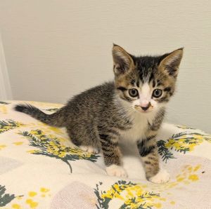 2025/6/23　写真更新2025/06/22	掲載			■名前：子猫	25-K50■性別：オス■年齢：1ヵ月半	■ノミダニ駆除　　済	■寄生虫駆除　　　済	■ワクチン接種　　予定		能代市で保護されています		よく食べよく眠る元気な男の子です		猫じゃらしが気に入ったようでジャンプ力はなかなかです。		兄妹猫（25-Ｋ49）と仲良く遊んでいます。		無人駅に遺棄されているところを保護されました		動物を捨てることは遺棄は犯罪です！		■連絡先：E・佐々木　　電話　080-3489-7436		（仕事の都合により平日は18時半～21時までにお願いします）		