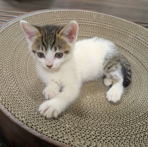 2025/6/22	掲載			■名前：子猫	25-K49■性別：メス	■年齢：1ヵ月半	■ノミダニ駆除　　済	■寄生虫駆除　　　済	■ワクチン接種　　予定			能代市で保護されています		元気でかしこい女の子です。		ごはんの場所やトイレをすぐに覚えました。		なかなかの美人さんで、一緒にいる兄妹猫（25-Ｋ50）と仲良く遊んでいます。		無人駅に遺棄されているところを保護されました		動物を捨てることは遺棄は犯罪です！		■連絡先：E・佐々木　　電話　080-3489-7436		（仕事の都合により平日は18時半～21時までにお願いします）		