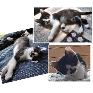 2025/6/23掲載		■名前:子猫　25-K52　(仮名：こぱん)■性別:メス■年齢:２ヵ月くらい■ノミダニ・寄生虫駆除済■ワクチン接種済(３種１回)何でも器用におもちゃにして一人で遊べますお腹が空いた時、甘えたい時は膝の上に乗って話しかけてくれます長いしっぽの先っぽがわずかに曲がっています触らないとわからないくらいです■連絡先月～金曜日　18：30～21：00土～日曜・祝日　9：00～21：00※通話中の着信履歴が表示されません　ショートメールの通知が鳴らないことが多いため　電話がつながらない時はしばらくしてからおかけ直しをお願いいたします嵯峨　080-3489-9874