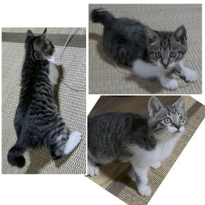 2025/6/23掲載		■名前:子猫　25-K51　(仮名：ぱく)■性別:オス■年齢:２ヵ月くらい■ノミダニ・寄生虫駆除済■ワクチン接種済(３種１回)わんぱくだけど寂しがりやの甘えん坊人が大好きで顔を見ると喜んで駆け寄ってきます短いかぎしっぽ■連絡先月～金曜日　18：30～21：00土～日曜・祝日　9：00～21：00※通話中の着信履歴が表示されません　ショートメールの通知が鳴らないことが多いため　電話がつながらない時はしばらくしてからおかけ直しをお願いいたします嵯峨　080-3489-9874